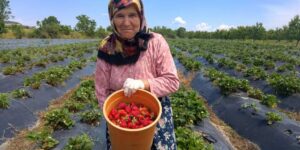 Çeribaşı da çilek hasadı yapıldı