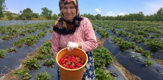 Çeribaşı da çilek hasadı yapıldı