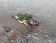 Yaşlı deniz kaplumbağası karaya vurdu