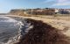 Lodos rüzgarı sahili talaş doldurdu