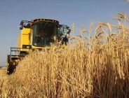 2024 SEZONU HUBUBAT BİÇİM FİYATLARI AÇIKLANDI