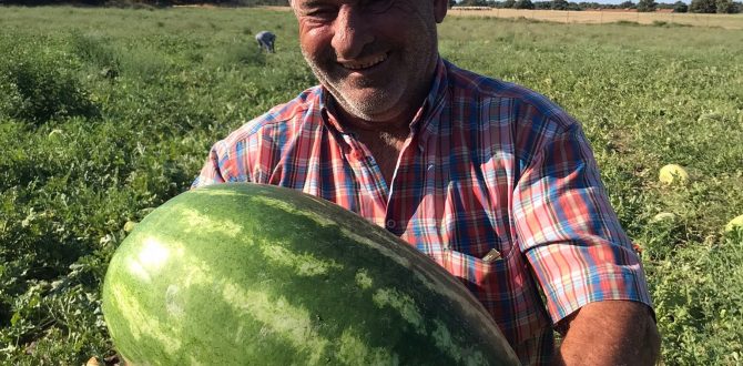 20 Kiloluk Karpuz yetiştirdi..