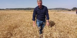 Enez Ziraat Odası Başkanı Mehmet Oskan: Yağmur ayçiçeklerine iyi geldi, buğdaylarda kayıp oldu.”