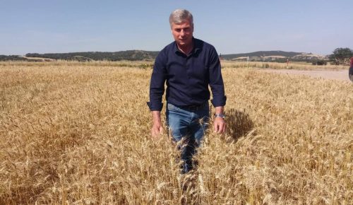 Enez Ziraat Odası Başkanı Mehmet Oskan: Yağmur ayçiçeklerine iyi geldi, buğdaylarda kayıp oldu.”