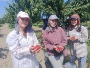 Çeribaşı Kirazı Avrupa Yolunda…