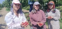 Çeribaşı Kirazı Avrupa Yolunda…