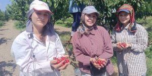 Çeribaşı Kirazı Avrupa Yolunda…