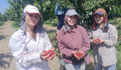Çeribaşı Kirazı Avrupa Yolunda…