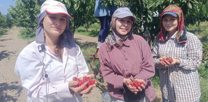 Çeribaşı Kirazı Avrupa Yolunda…