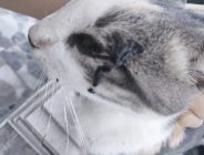 İpsala’da kedi katliamına sessiz kalınması vatandaşların tepkisine neden oluyor