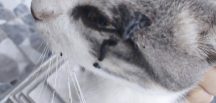 İpsala’da kedi katliamına sessiz kalınması vatandaşların tepkisine neden oluyor