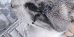 İpsala’da kedi katliamına sessiz kalınması vatandaşların tepkisine neden oluyor