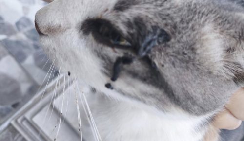 İpsala’da kedi katliamına sessiz kalınması vatandaşların tepkisine neden oluyor