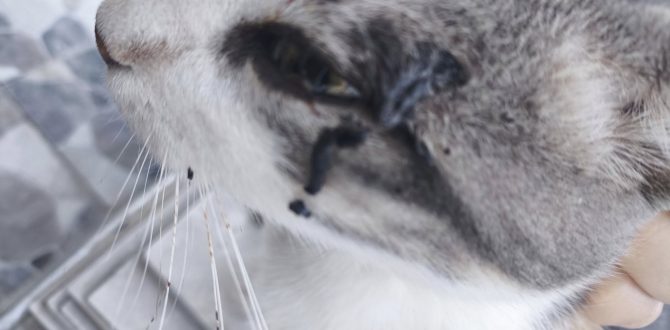 İpsala’da kedi katliamına sessiz kalınması vatandaşların tepkisine neden oluyor
