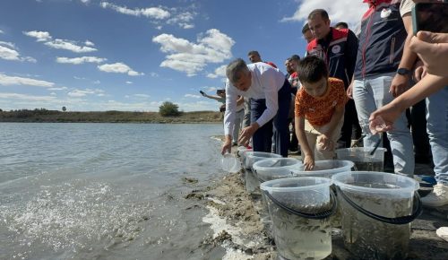 İpsala’da bu yıl 10 milyon 500 bin adet yavru  sazan balığı üretildi
