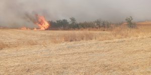 Keşan’da 3 bin dönün anız ve meşelik alan yandı