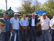 KAVUNDA VERİMDE YOK, FİYATTA YOK!