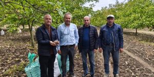 Trakya’da cevizin en çok üretildiği yer…İpsala’nın Karaağaç köyü