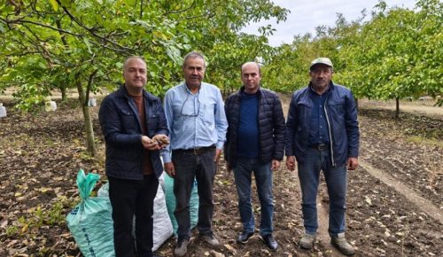 Trakya’da cevizin en çok üretildiği yer…İpsala’nın Karaağaç köyü