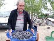 Emekli Veteriner Hekim  Aronya üreticiliğine başladı