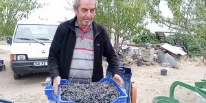 Emekli Veteriner Hekim  Aronya üreticiliğine başladı