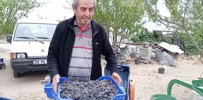 Emekli Veteriner Hekim  Aronya üreticiliğine başladı