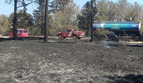 Enez’de yanan ormanların ağaçlandırılması