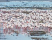 Göçmen kuşlar çeltik tarlalarında..