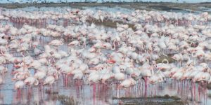 Göçmen kuşlar çeltik tarlalarında..