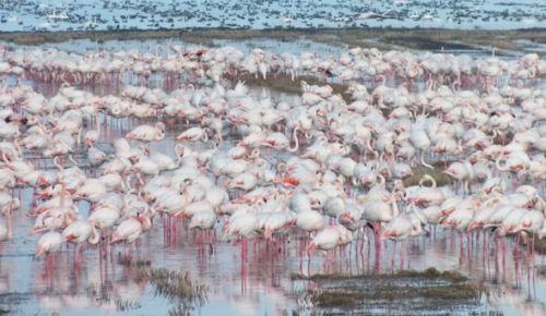 Göçmen kuşlar çeltik tarlalarında..