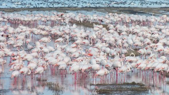 Göçmen kuşlar çeltik tarlalarında..