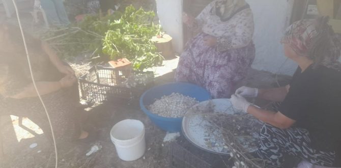 KADIN GİRİŞİMCİLERDEN İPEK BÖCEKÇİLİĞİNDE ÖRNEK BAŞARI