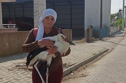Yaralı leyleğe sahip çıktı